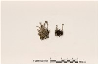 藏品(麩石蕊)的圖片